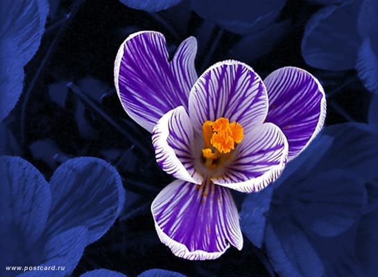 /postcardimages/flowers/flowers_blue/1002914901_one.jpg