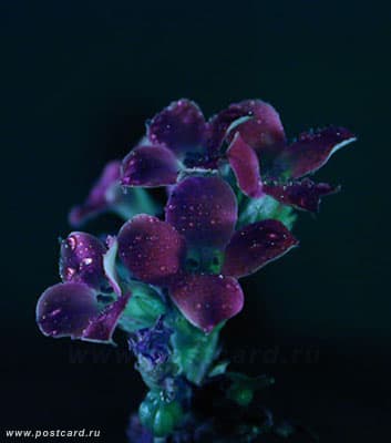 /postcardimages/flowers/flowers_blue/1006014746_flower.jpg