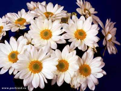 /postcardimages/flowers/flowers_white/000017.jpg