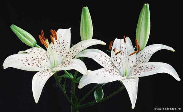 /postcardimages/flowers/flowers_white/1001821589_lily.jpg