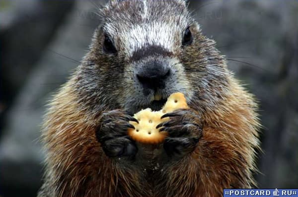 /postcardimages/holiday_groundhog_day/2431656725.jpg
