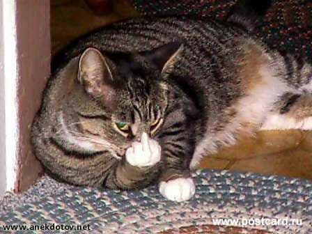 /postcardimages/humor_pics/03s1cats.jpg